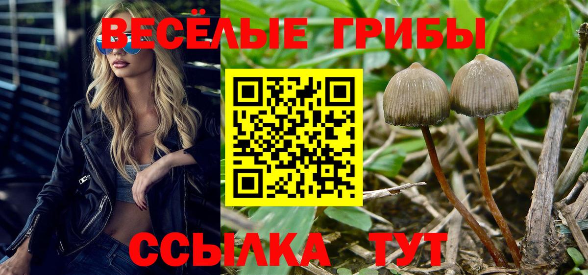 Галлюциногенные грибы Psilocybine cubensis Скопин